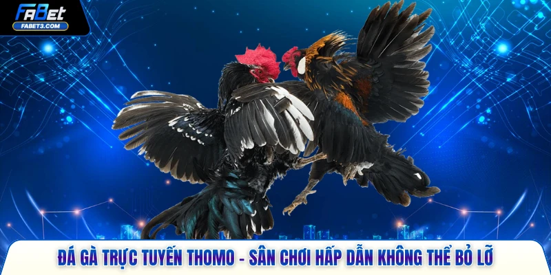 đá gà trực tuyến Thomo